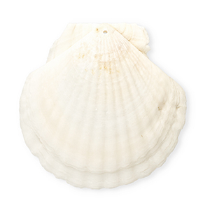 Pendenti di conchiglia prodotti speciali conchiglia di capesante bianco