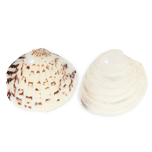 Pendenti di conchiglia prodotti speciali conchiglia cuore di mare biancastro-marrone